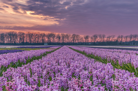 Zonsondergang boven een bollenveld