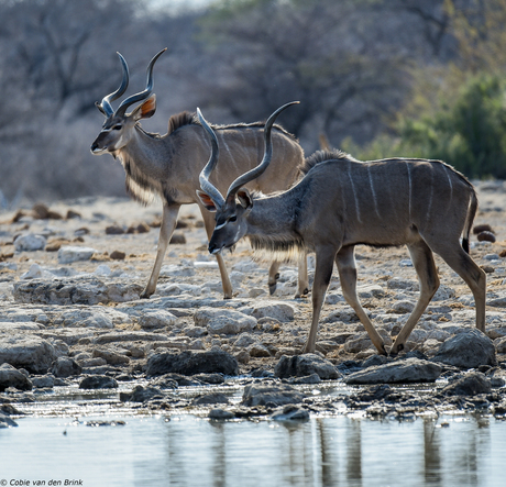 Namibië - Kudu's