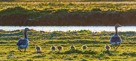Familie gans