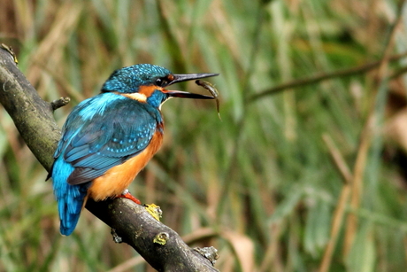 Ijsvogel draait visje