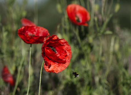 Bloemetjes en de bijtjes