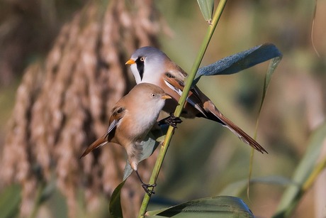 Koppel baardmannetjes