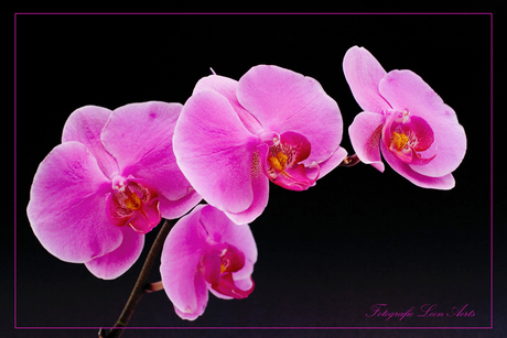 Orchidee