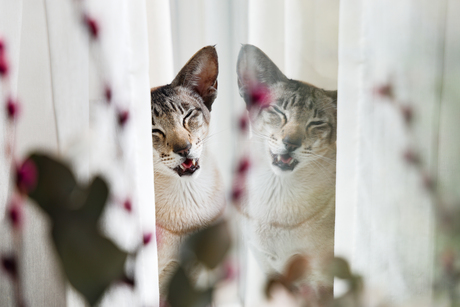 Canon R8 test