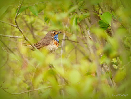 Blauwborst in de bosjes