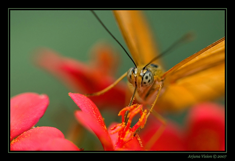 Close-up vlinder