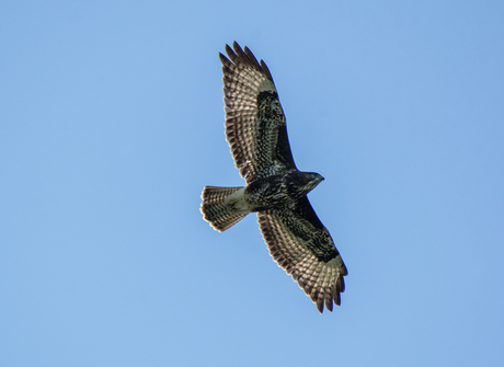 de buizerd