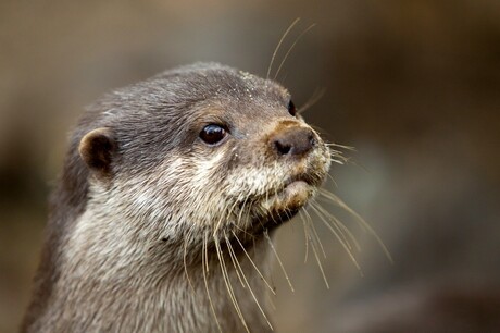 Otter.