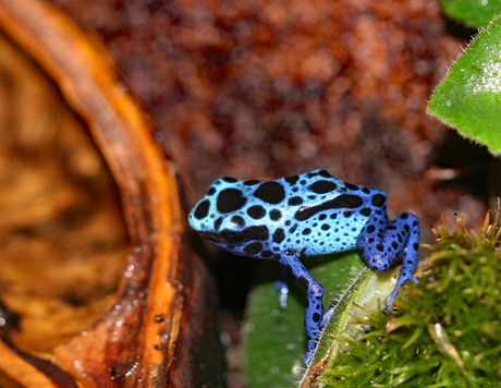 Dendrobates tinctorius