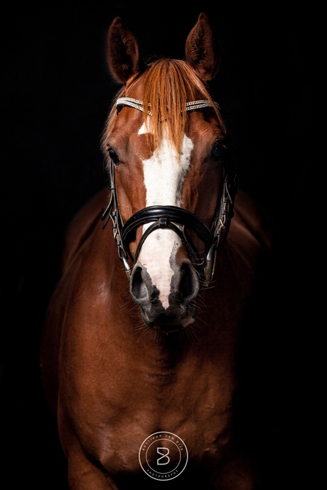 Horse Portrait