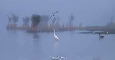 Grote zilverreiger