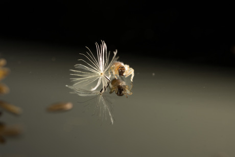 ienie  mienie spinnetje 