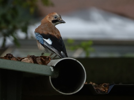 Vlaamse gaai / Eurasian Jay