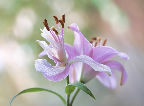 Zomaar uit een boeket