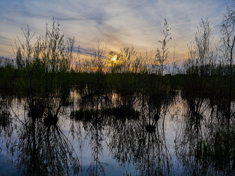 Natuurlijke Silhouetten 