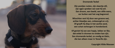 De dromende teckel