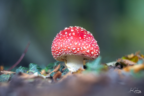 Rood met witte stippen