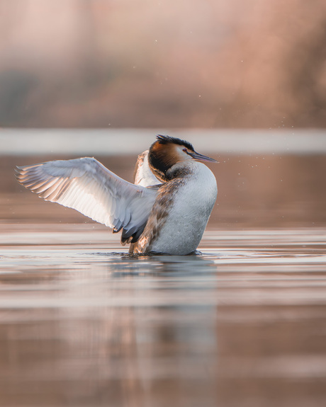 Fuut in het ochtendlicht.