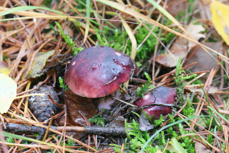 Russula