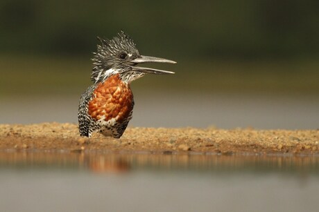 Giant kingfisher