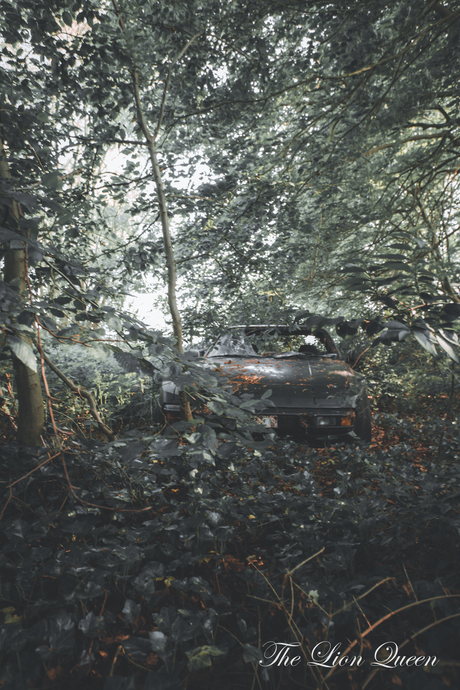 Lost in the Wilderness: The Forgotten Porsche in the Forest