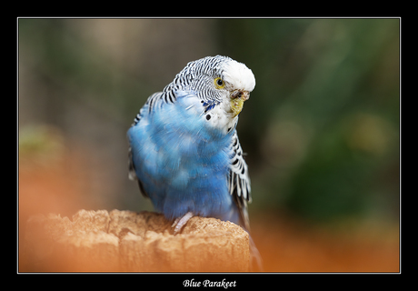 Blue Parakeet