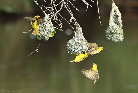 Busy Weavers