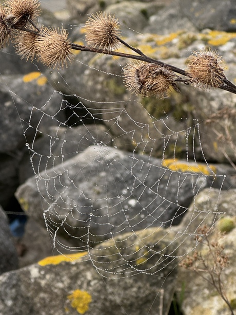 Spinneweb in dauw