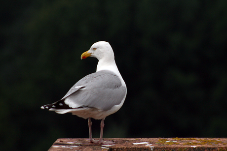 Meeuw op dak