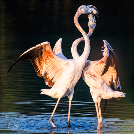 Dancing....
