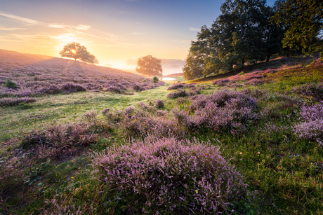 Wonderful purple sunrise