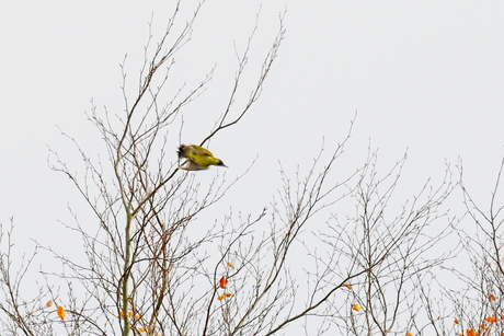 Groene specht 
