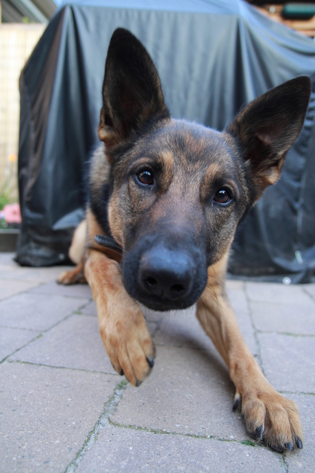 honden zijn leuk !