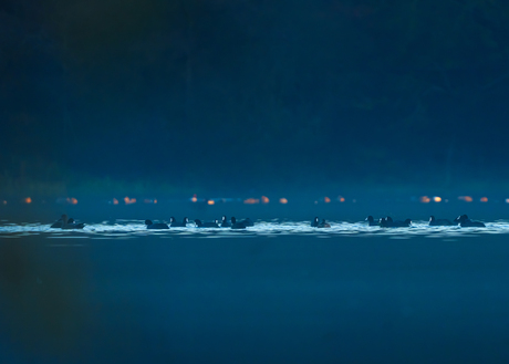 Meerkoetjes in het licht