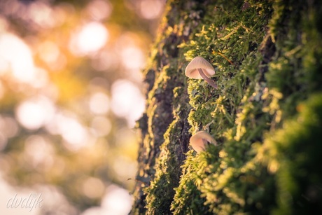 Herfst in wassenaar