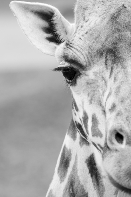 Een half portret van een giraffe