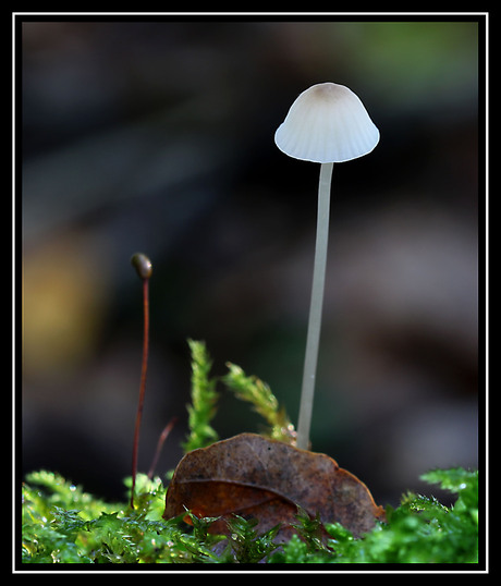 Mycena