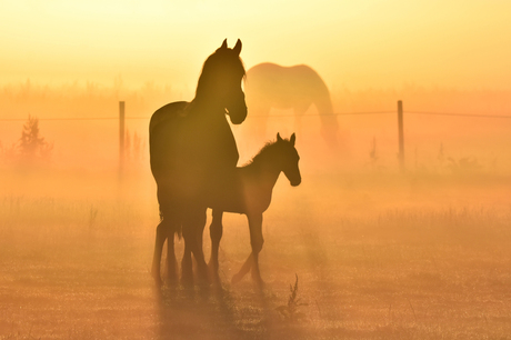 Friese paarden