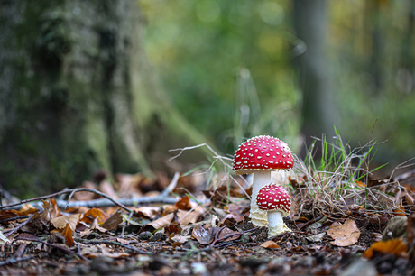 Paddenstoelen