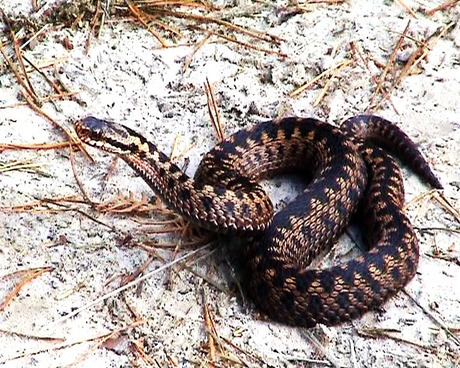 Adder