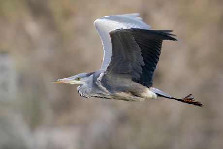 Blauwe Reiger in vlucht 