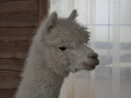 Alpaca