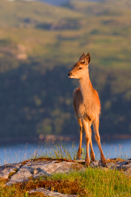 red deer