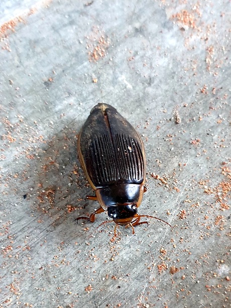 Veengeelgerande kever