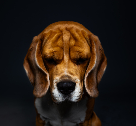 Beagle 