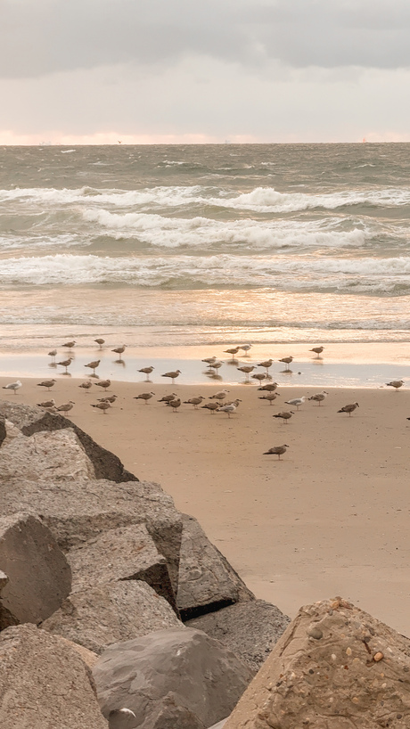 Vogels bij zonsondergang 