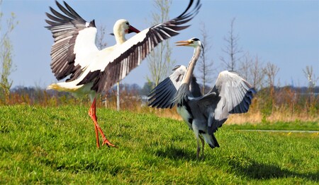 Ooievaar en Reiger - Ooievaar en reiger in het land. Ik noem deze foto: "Discussie op stelten". Opvallend is dat deze ooievaar een touwtje om de poot heeft. - foto door PetraHoogduin op 13-04-2019 - deze foto bevat: natuur, vogels, ooievaar, vleugels, dieren, veren, reiger, voorjaar, actie, weiland, gevecht