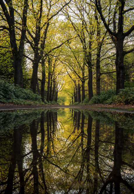 Tree reflection 