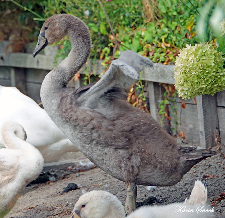 "Kleine zwaantjes worden groot..."