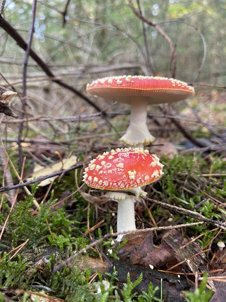 Grote en kleine vliegenzwam 